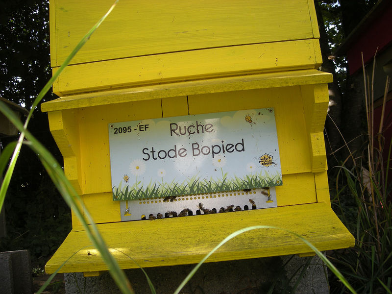 La ruche Stode Bopied